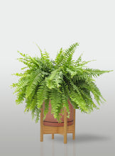 Cargar imagen en el visor de la galería, Helecho Boston