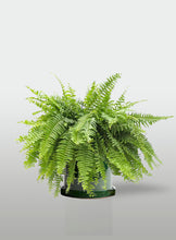 Cargar imagen en el visor de la galería, Helecho Boston