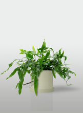 Cargar imagen en el visor de la galería, Helecho Canguro