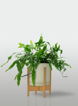 Cargar imagen en el visor de la galería, Helecho Canguro