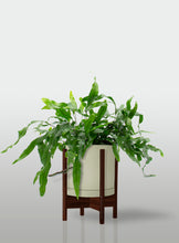 Cargar imagen en el visor de la galería, Helecho Canguro