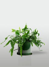 Cargar imagen en el visor de la galería, Helecho Canguro