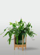 Cargar imagen en el visor de la galería, Helecho Canguro