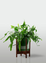 Cargar imagen en el visor de la galería, Helecho Canguro