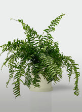 Cargar imagen en el visor de la galería, Helecho Macho