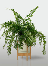 Cargar imagen en el visor de la galería, Helecho Macho