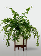 Cargar imagen en el visor de la galería, Helecho Macho