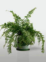 Cargar imagen en el visor de la galería, Helecho Macho