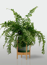 Cargar imagen en el visor de la galería, Helecho Macho