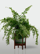 Cargar imagen en el visor de la galería, Helecho Macho