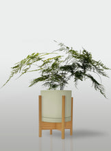 Cargar imagen en el visor de la galería, Helecho Plumoso