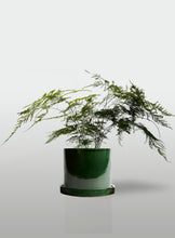 Cargar imagen en el visor de la galería, Helecho Plumoso