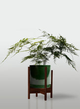 Cargar imagen en el visor de la galería, Helecho Plumoso