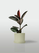 Cargar imagen en el visor de la galería, Hule Cabernet