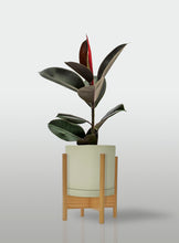 Cargar imagen en el visor de la galería, Hule Cabernet