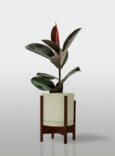 Cargar imagen en el visor de la galería, Hule Cabernet