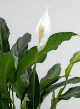 Cargar imagen en el visor de la galería, Lirio de la Paz