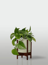 Cargar imagen en el visor de la galería, Teléfono - Pothos