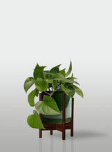 Cargar imagen en el visor de la galería, Teléfono - Pothos