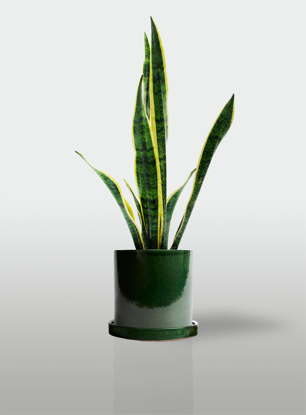 Sansevieria Borde Amarillo