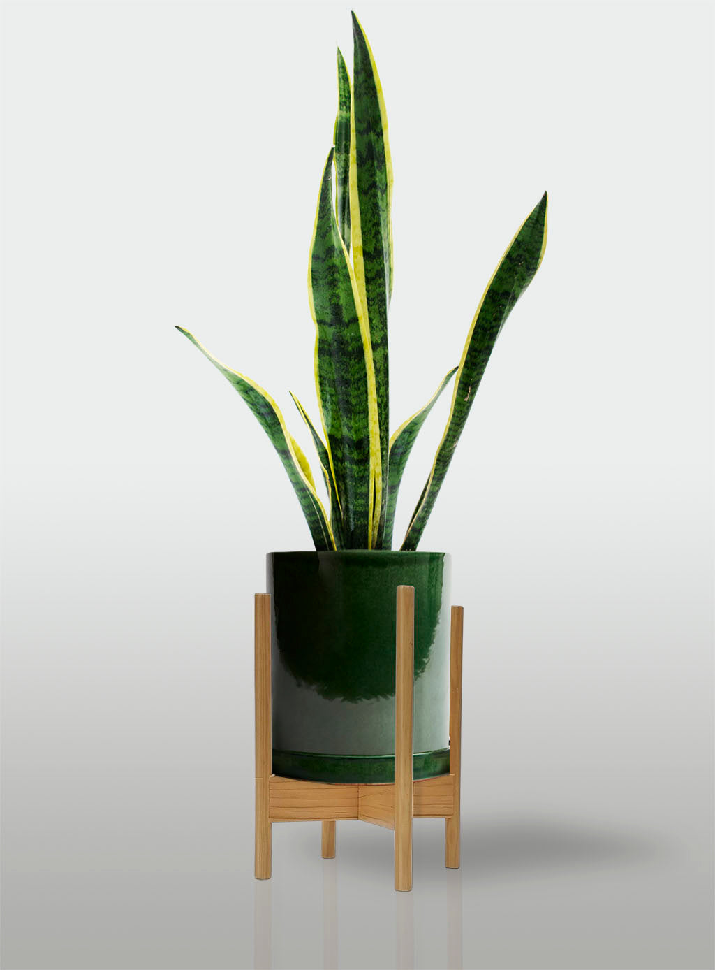 Sansevieria Borde Amarillo