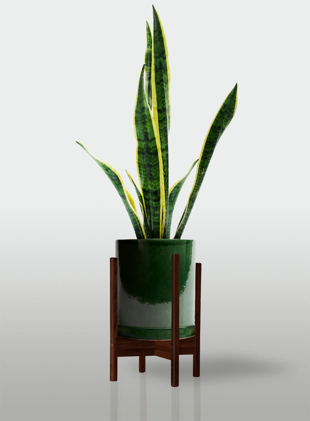 Sansevieria Borde Amarillo