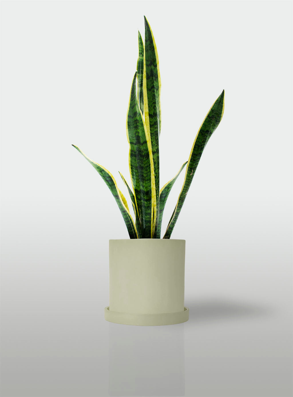 Sansevieria Borde Amarillo