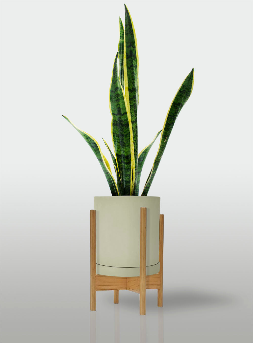Sansevieria Borde Amarillo