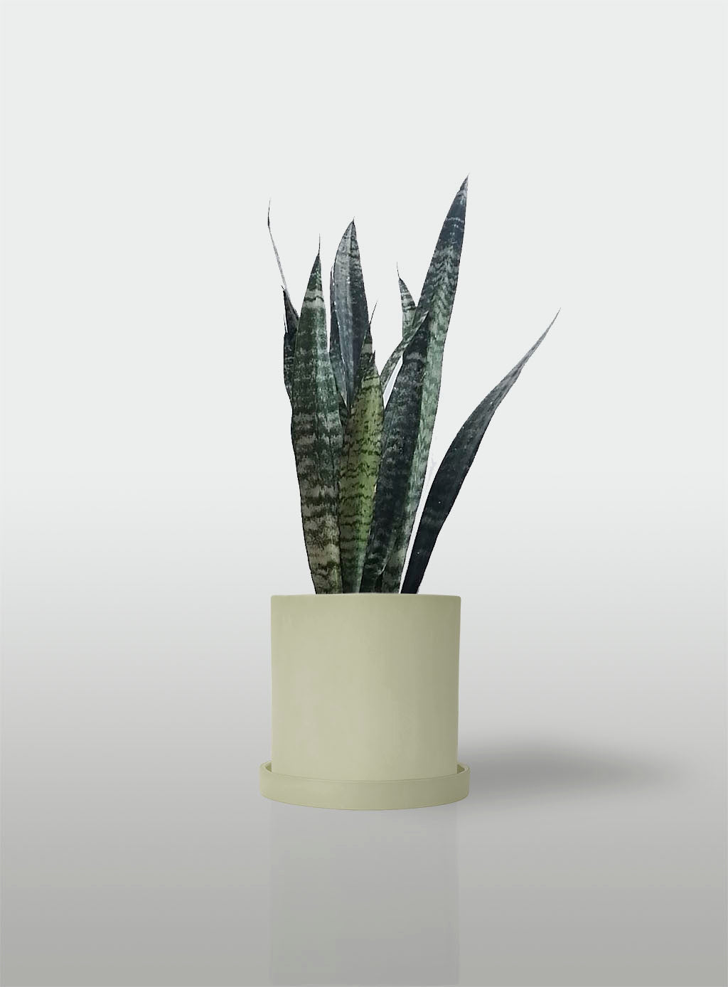Sansevieria