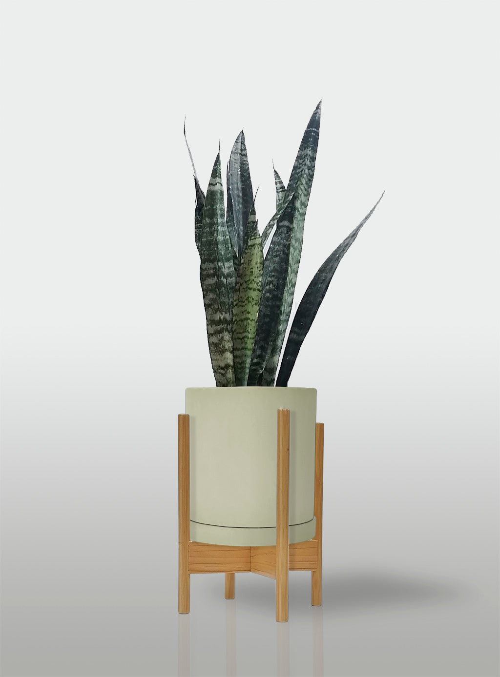 Sansevieria