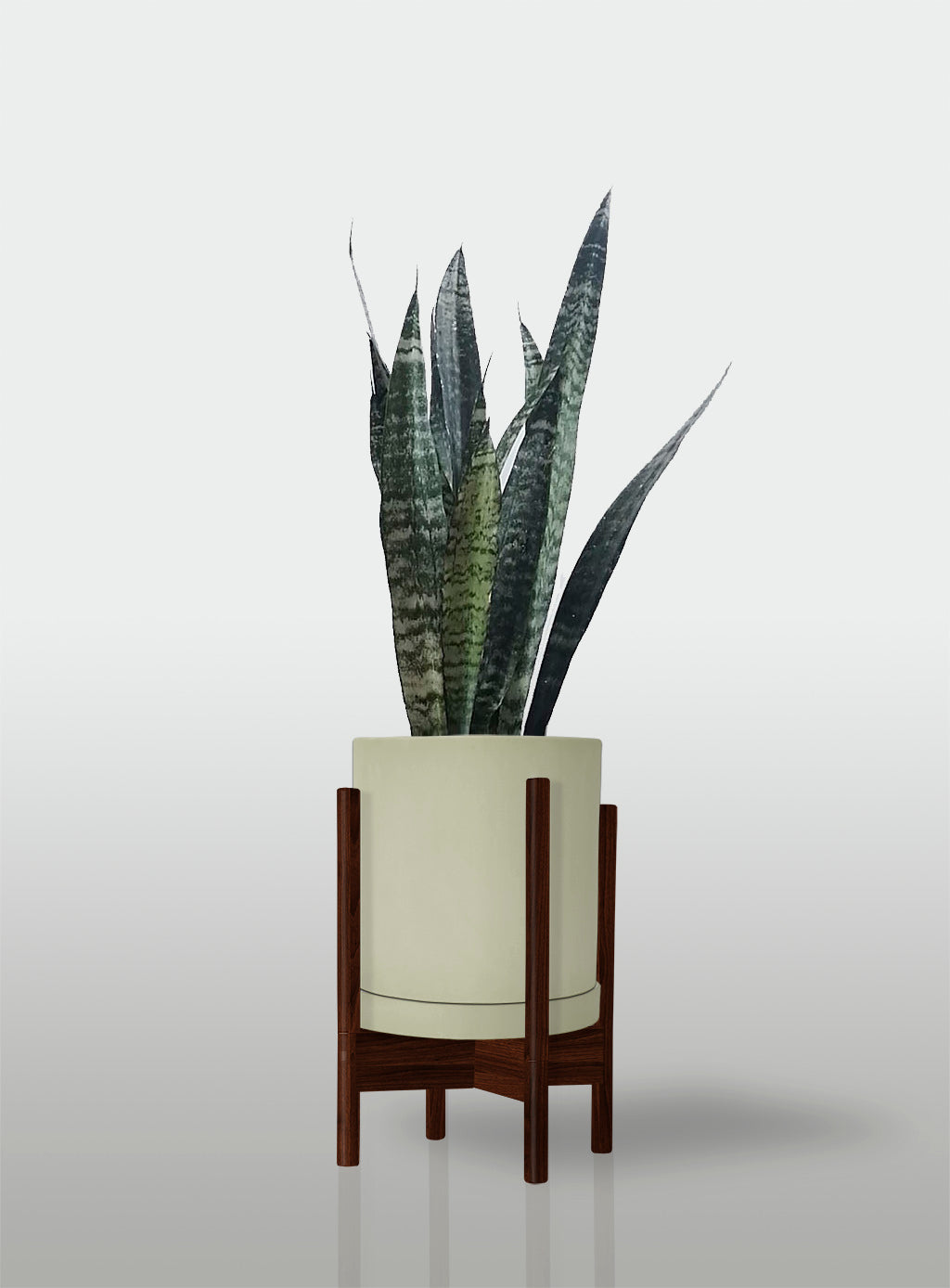 Sansevieria