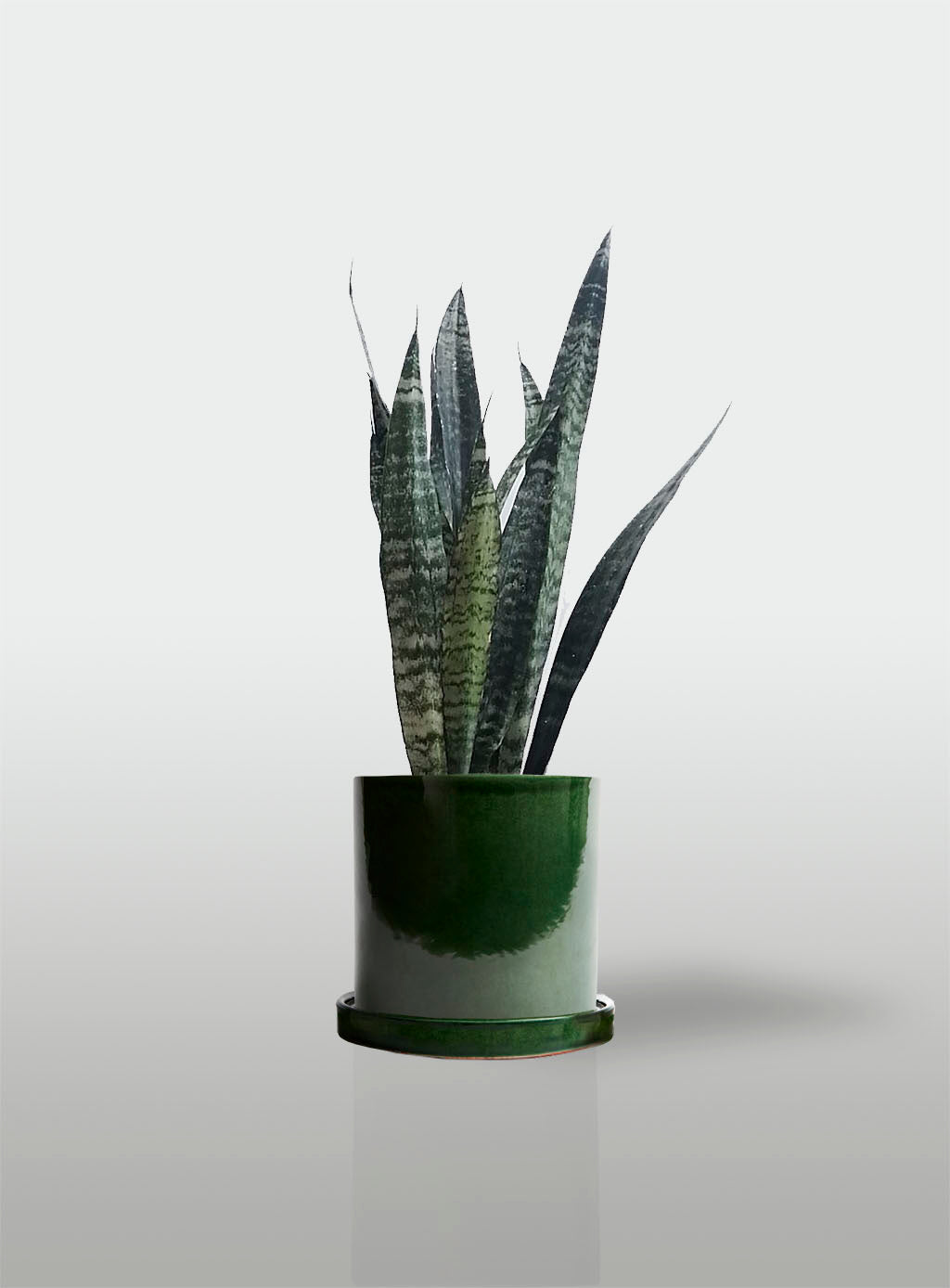 Sansevieria