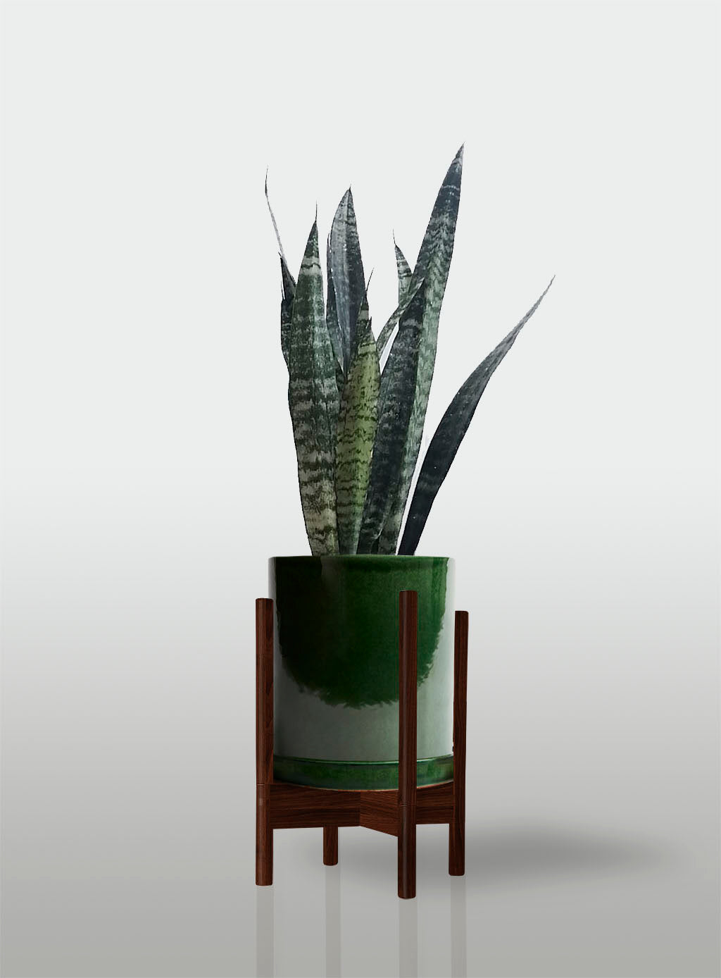 Sansevieria
