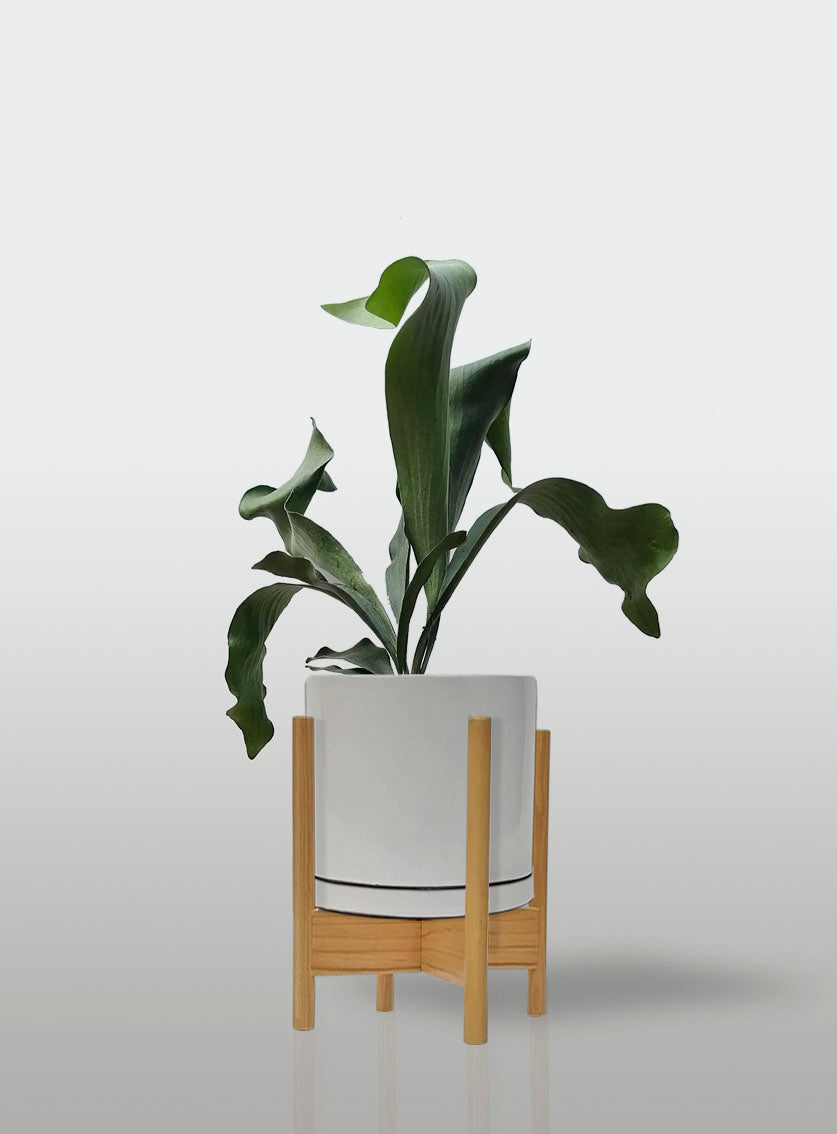 Helecho Cuerno de Alce