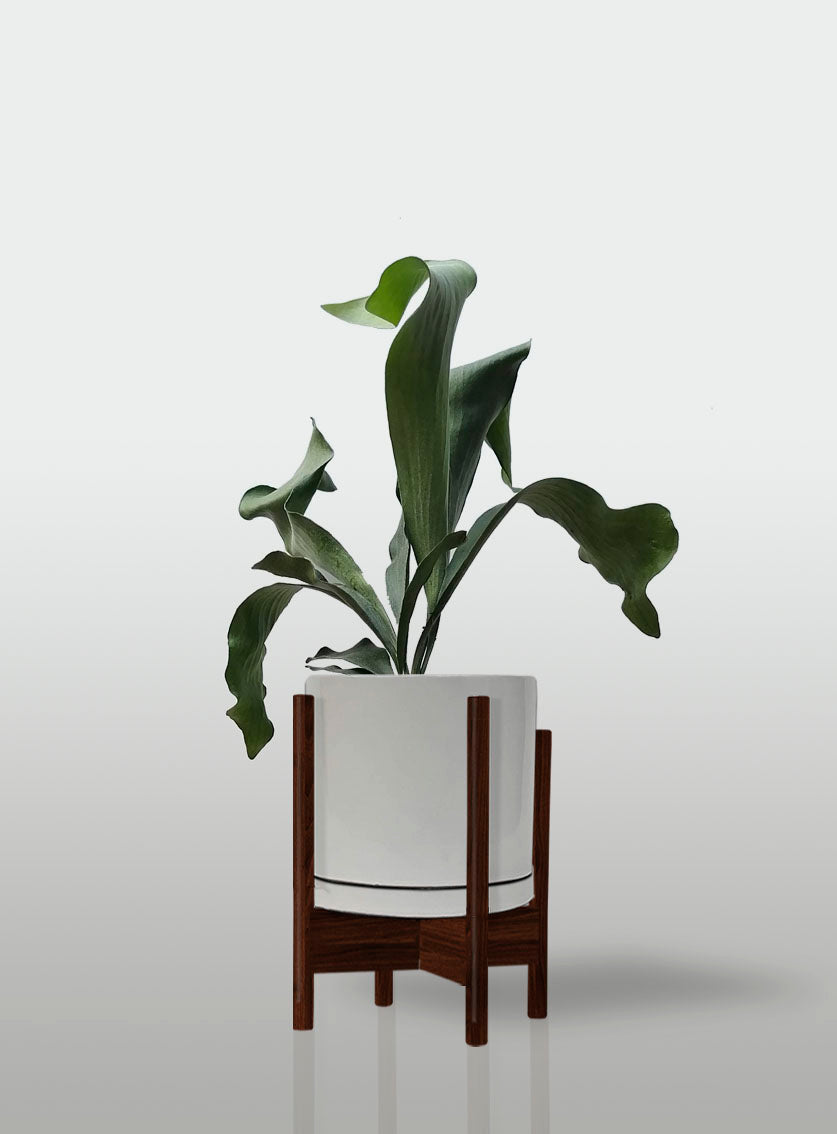 Helecho Cuerno de Alce