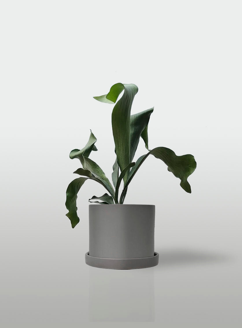 Helecho Cuerno de Alce