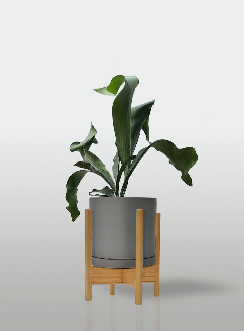 Helecho Cuerno de Alce