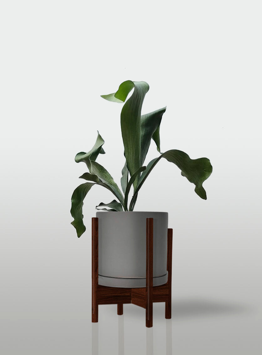 Helecho Cuerno de Alce