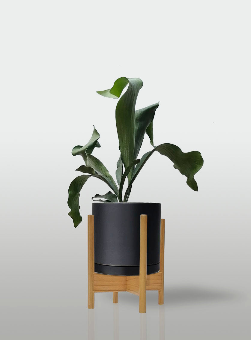 Helecho Cuerno de Alce