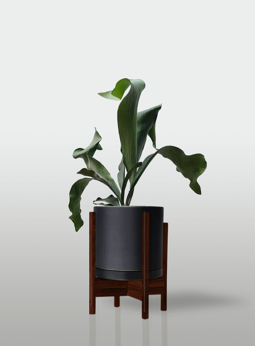 Helecho Cuerno de Alce