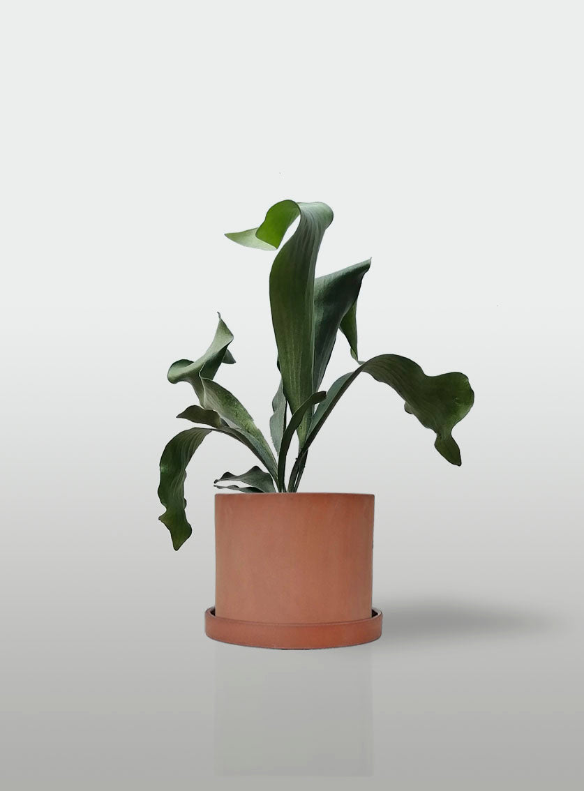 Helecho Cuerno de Alce