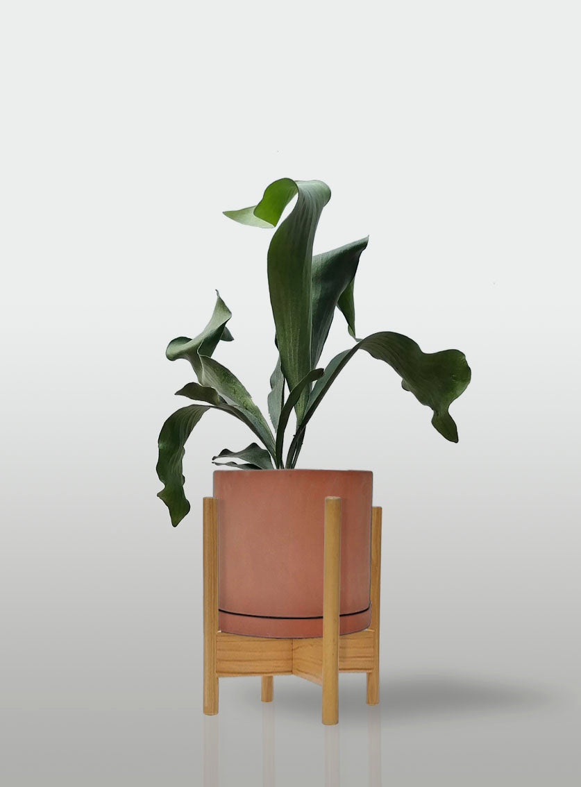 Helecho Cuerno de Alce