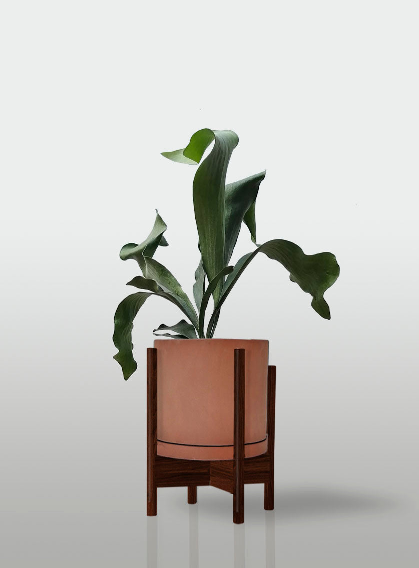 Helecho Cuerno de Alce