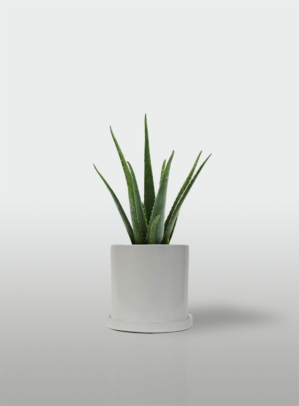 ALOE VERA MACETA BLANCA CON PLATO