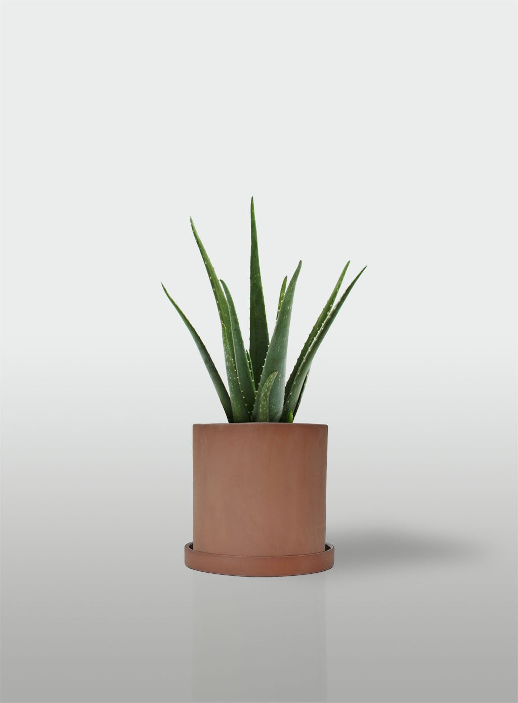 ALOE VERA MACETA TERRACOTA CON PLATO