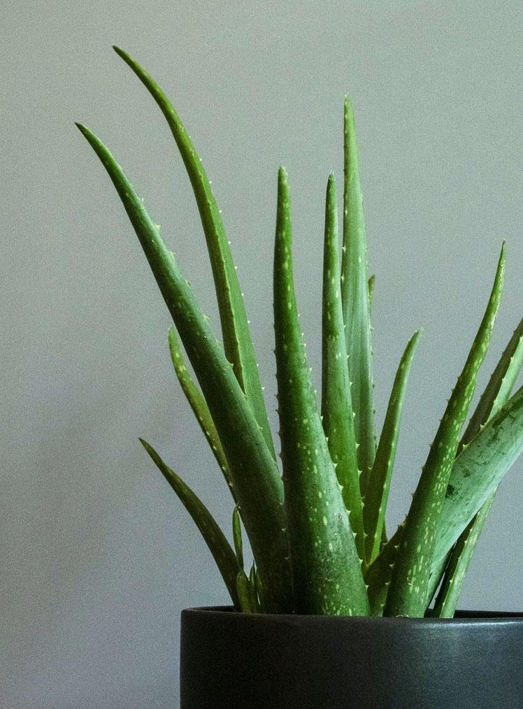 ALOE VERA _ LYRATA CASA DE PLANTAS