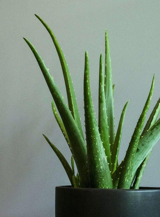 ALOE VERA _ LYRATA CASA DE PLANTAS