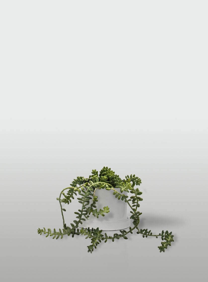 SEDUM BURRITO MACETA BLANCA CON PLATO