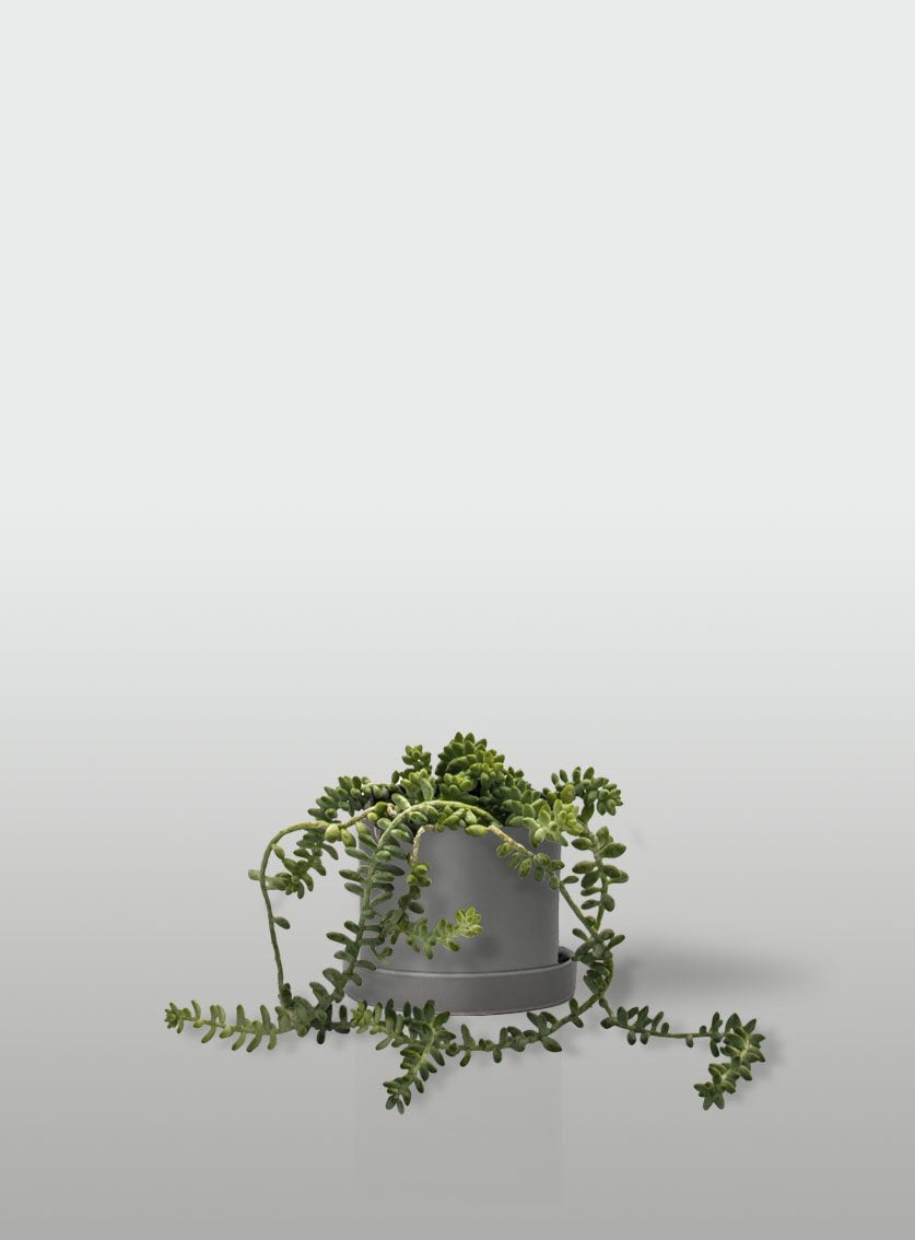 SEDUM BURRITO MACETA GRIS CON PLATO