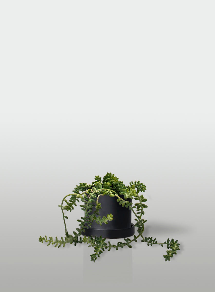 SEDUM BURRITO MACETA NEGRA CON PLATO